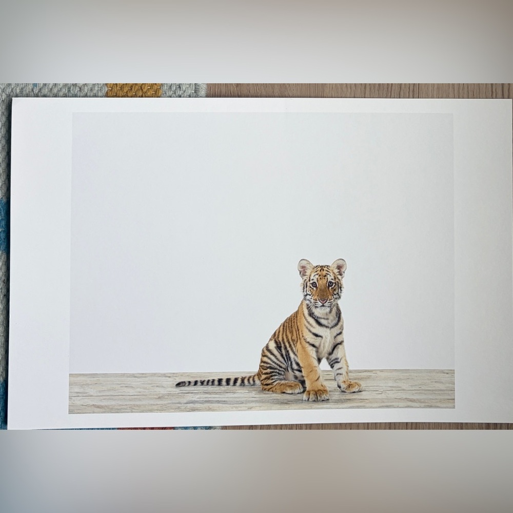 The Animal Print Shop by Sharon Montrose nursery print lion cub